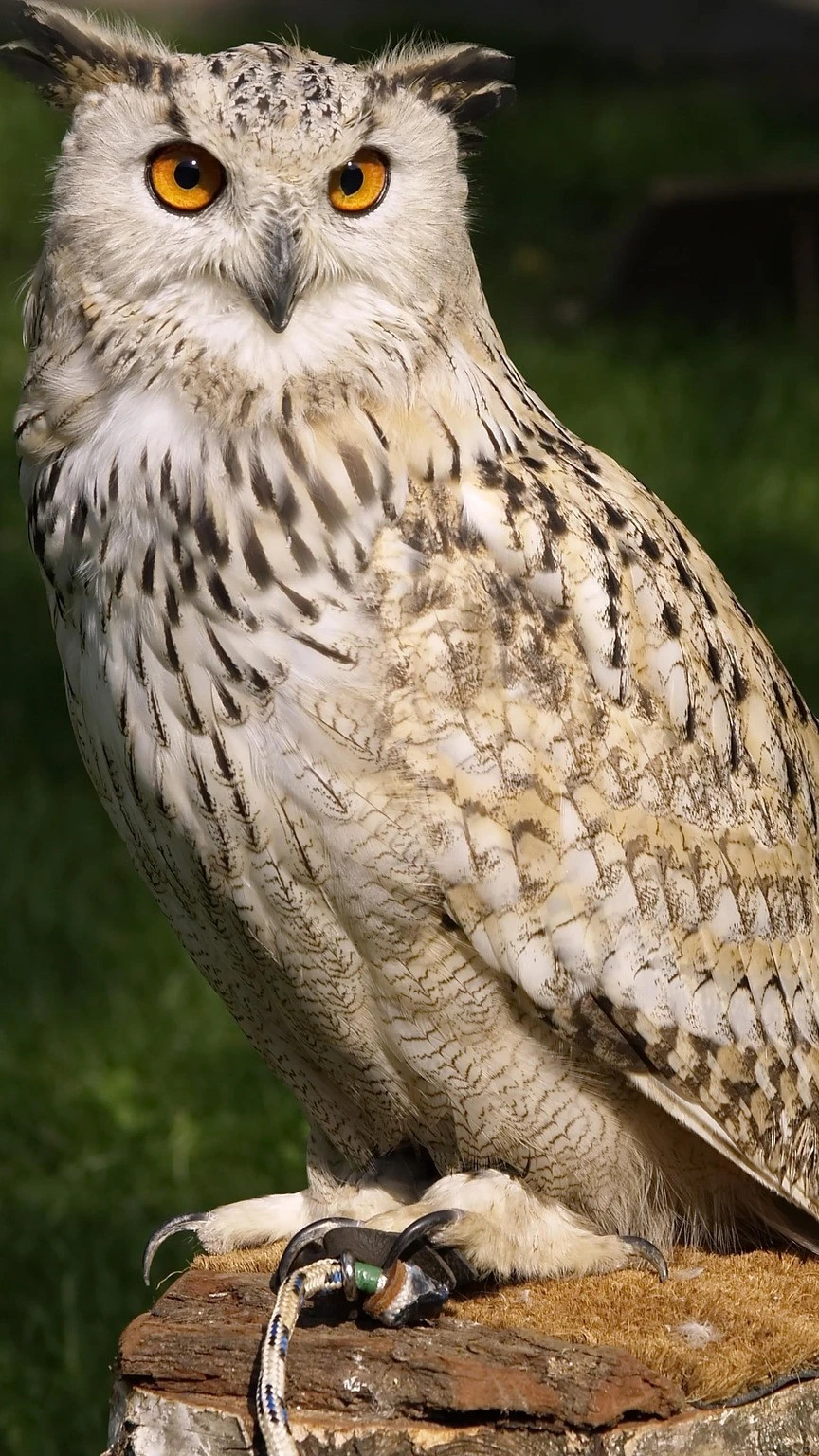 उल्लू का रहस्य: तंत्र, लक्ष्मी और आध्यात्मिक संकेत Story Cover Image